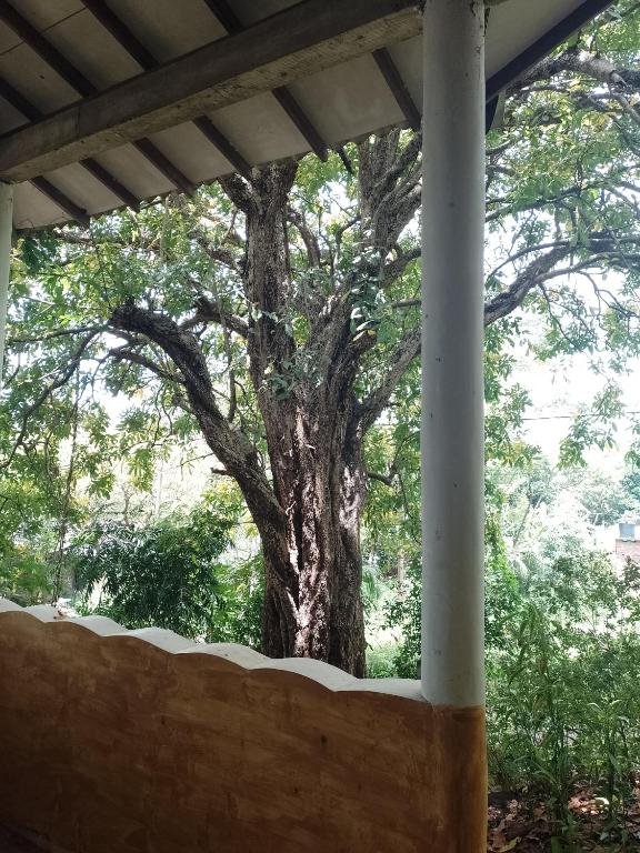 Kon Tree Shade, Dambulla