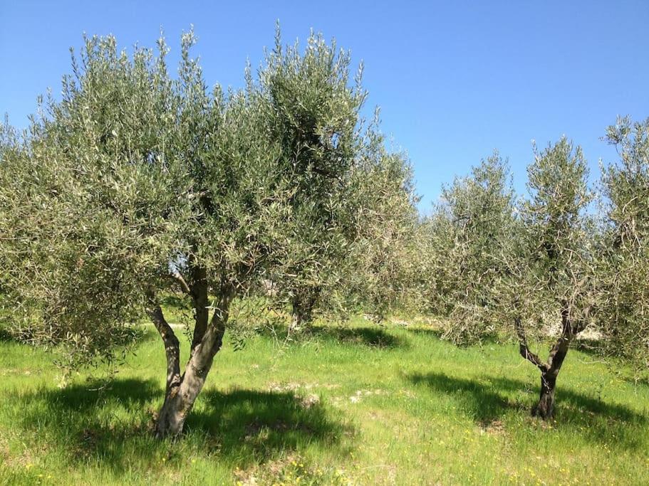 Il Melo - 4