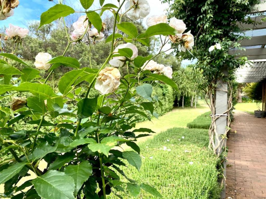 Blairgowrie Beach what a spot Relax in private, Blairgowrie