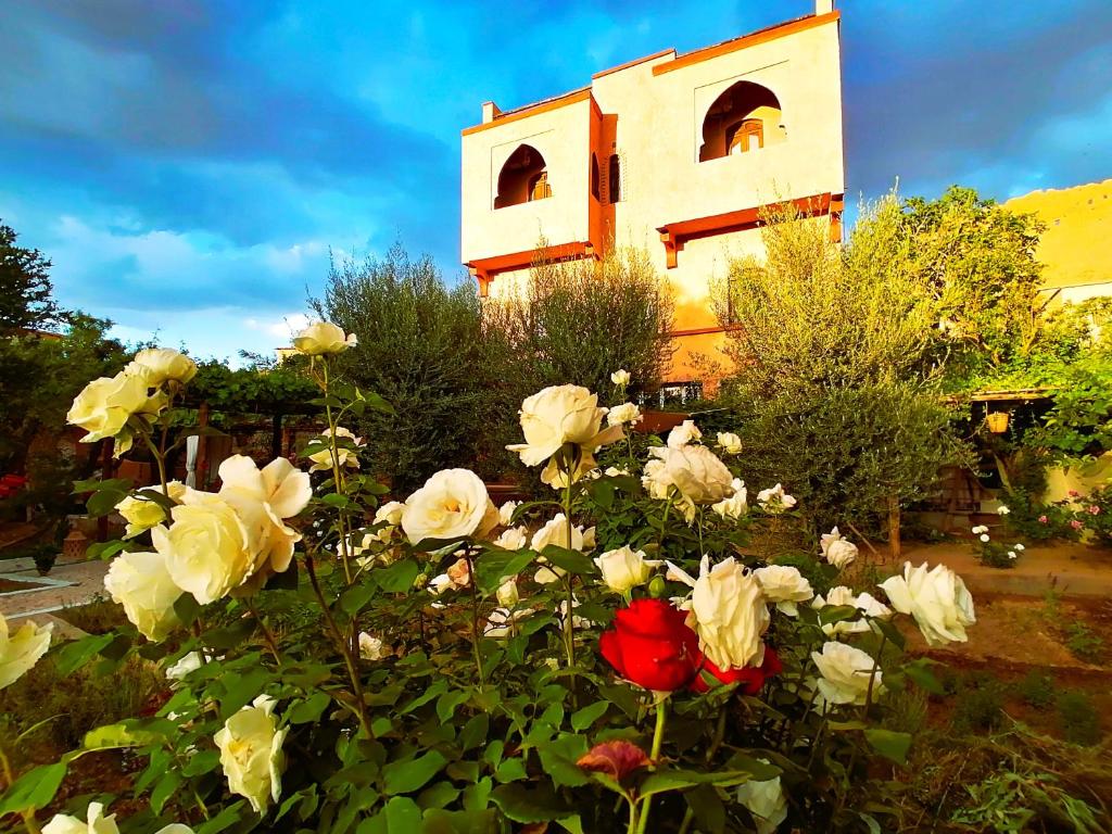 Riad Tazawa, Ibrahene