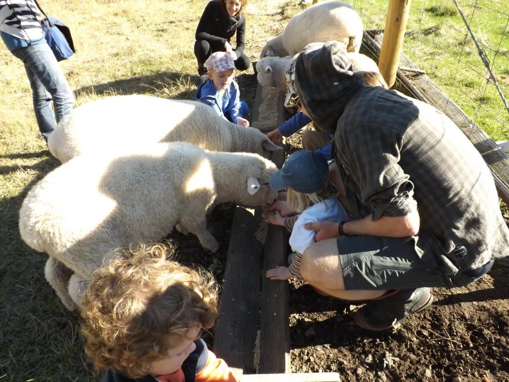 Karetu Downs Farm Stay photo
