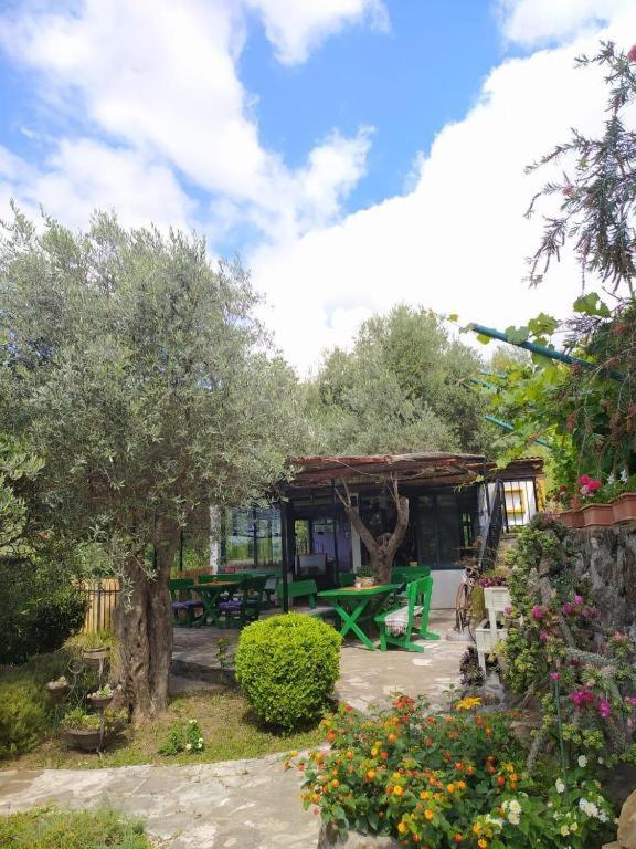 Olive trees - 3