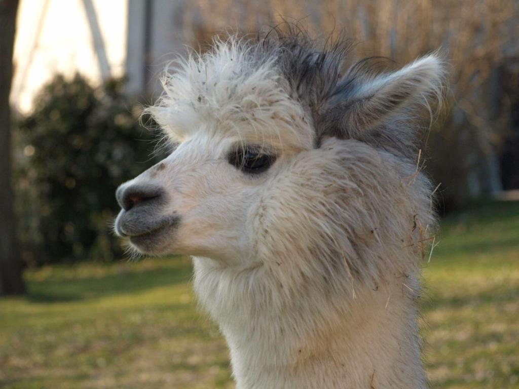 Agriturismo Il Beccafico Alpaca photo