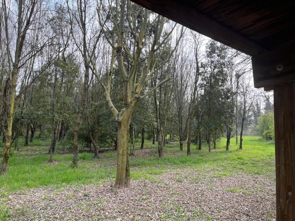 Green Woods - 5