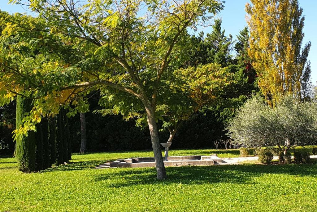 Le Mas de Jalique - Isle-sur-la-Sorgue - 5