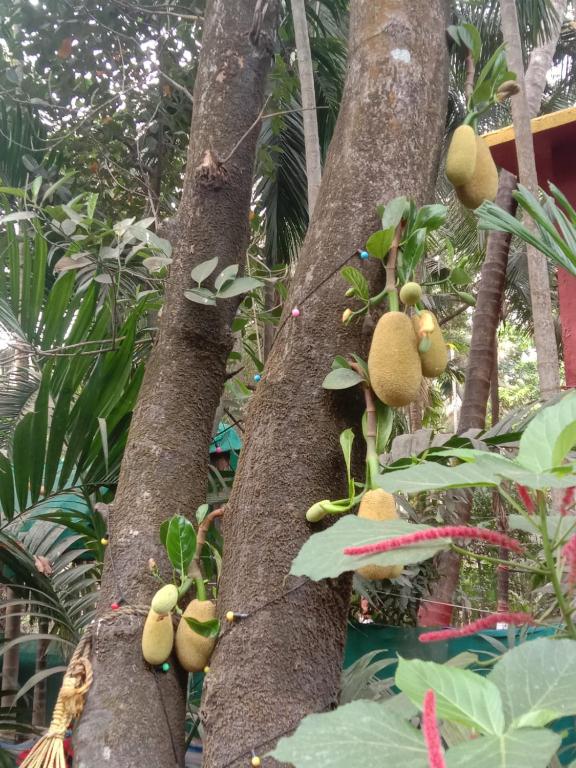 Ballaleshwar cottage photo