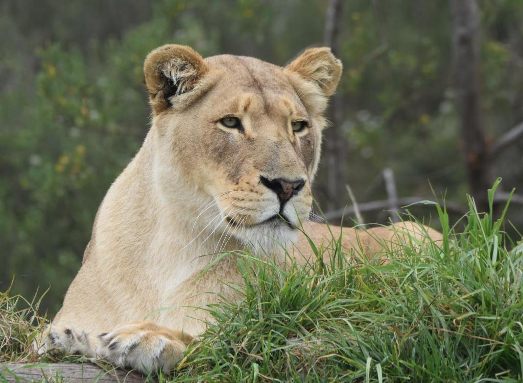 Tenikwa Wildlife Centre photo