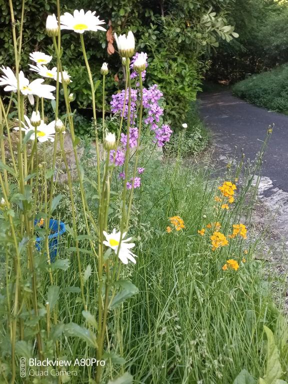 Um Burebierg apartment 35m2, Buschrodt