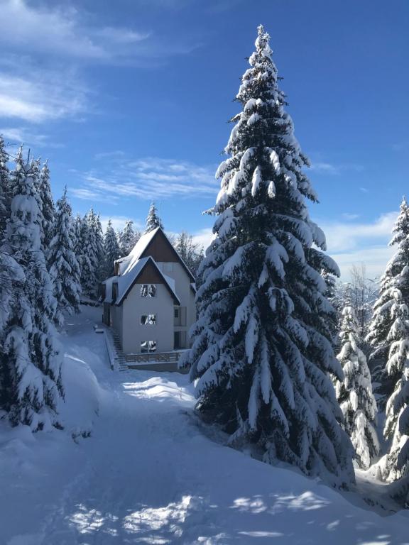 Pekakop Treska - 1