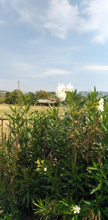 Agricampeggio Oro Verde - 3