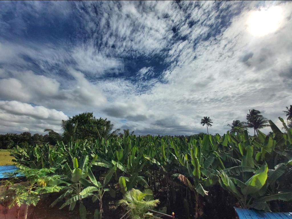 BANANA FARM HOUSE, Hampi Best Price Guarantee Mobile Bookings