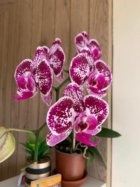 Hotel Los Bancos - 5