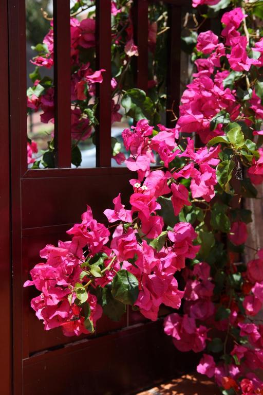 Canico Bay Apartments — Hotel in Madeira Island