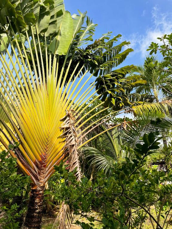 Surrounding environment