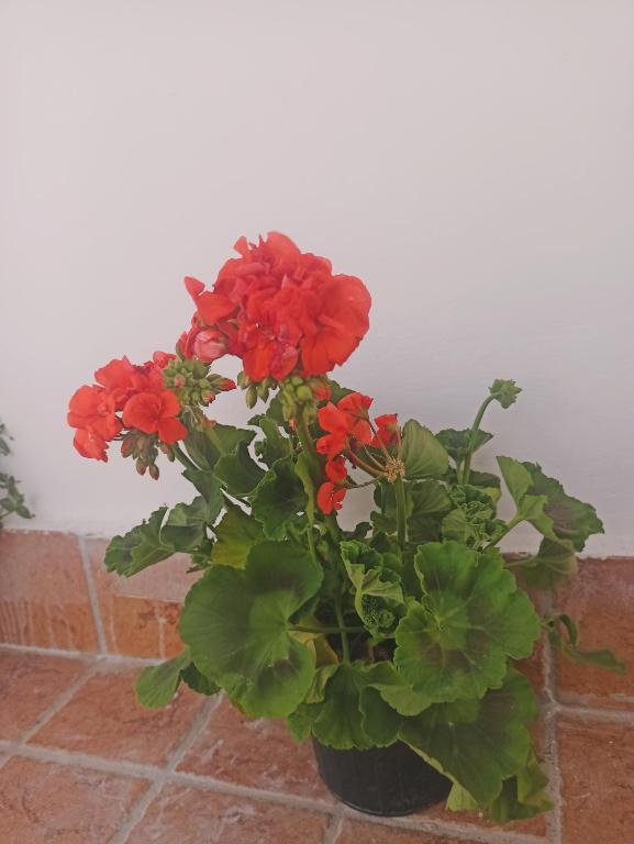 La terrazza delle fate photo