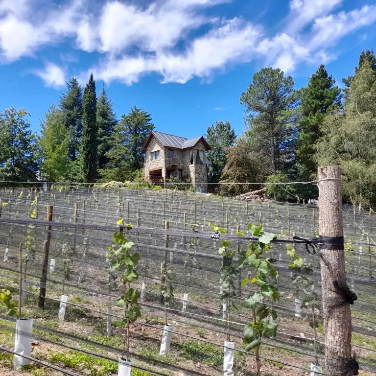 Los Aromos cabañas & viñedo