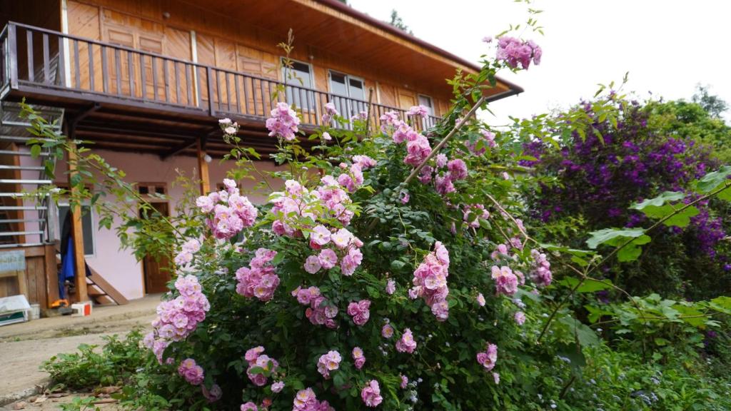 Vi homestay