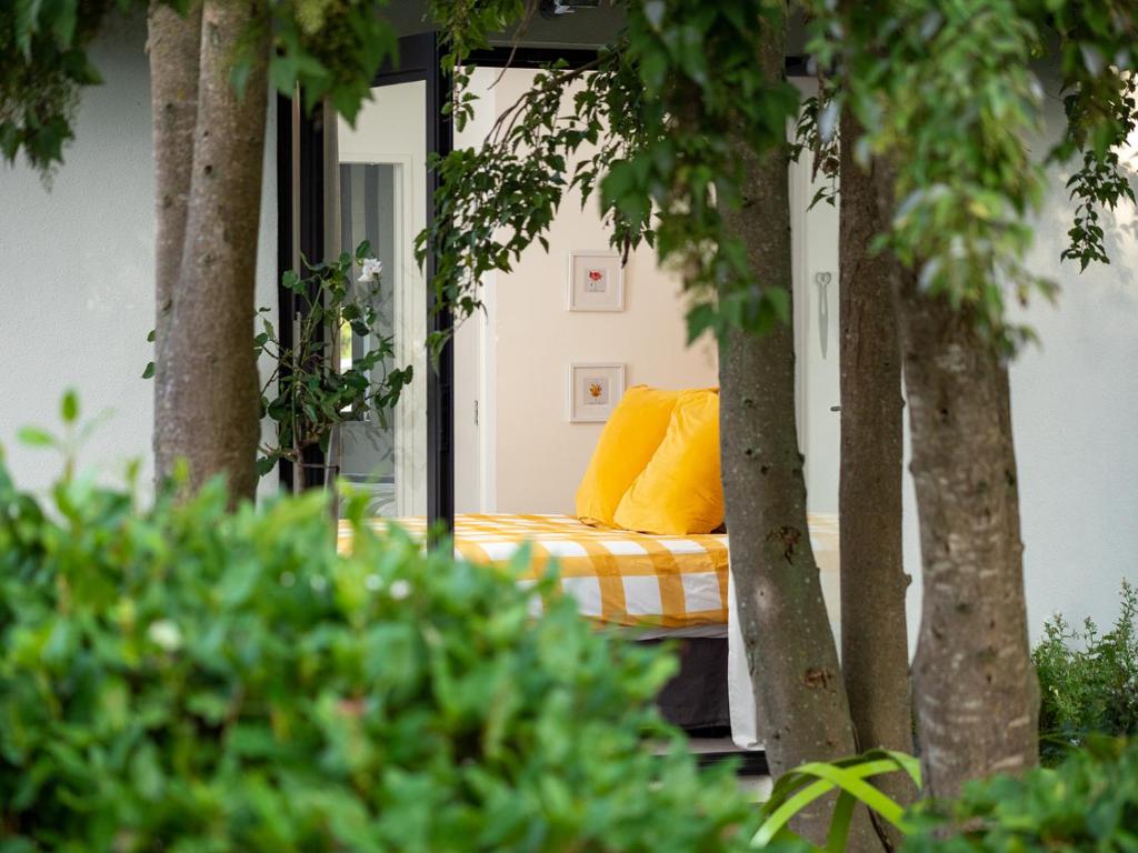 Seedlings - at Verve flower farm, Wairau Valley