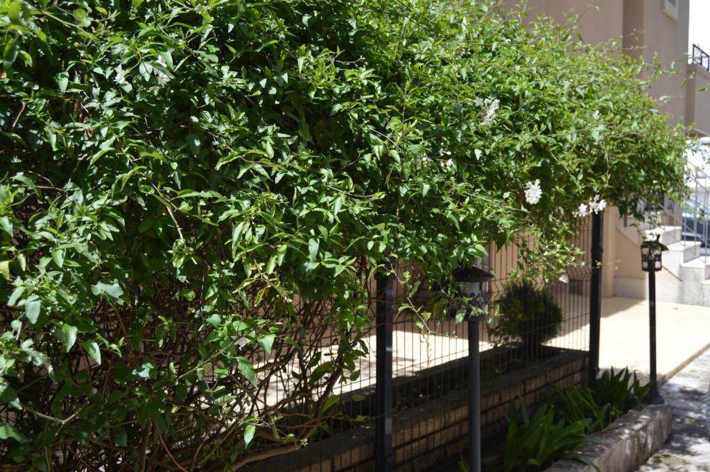 Vila Maslina Guesthouse - 2
