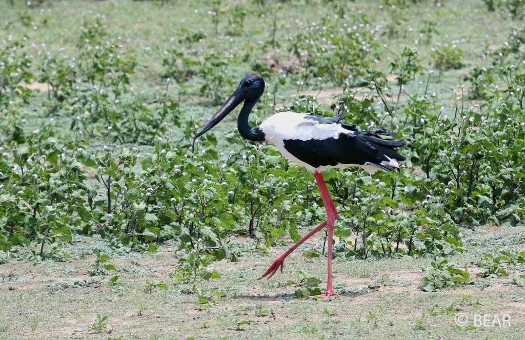 Basecamp - Yala photo