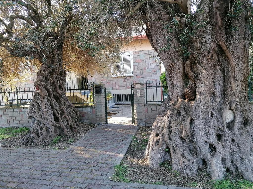 La casa degli ulivi