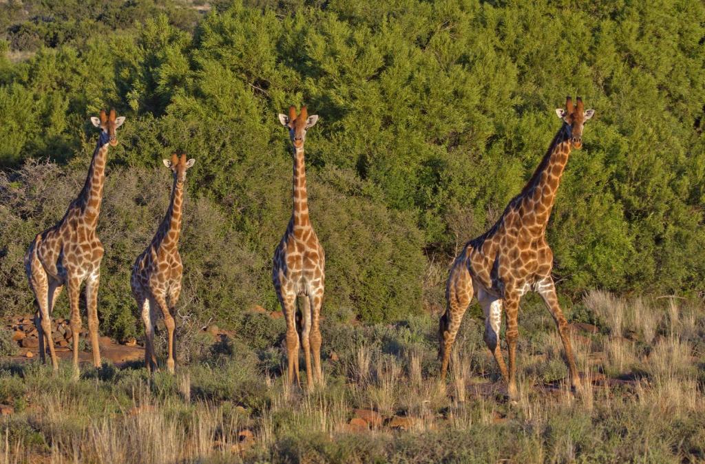 Ko Ka Tsara Bush Camp — Hotel in Beaufort West