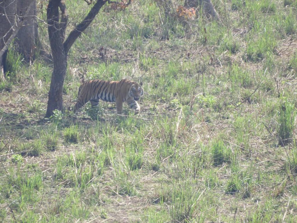 Chital lodge photo