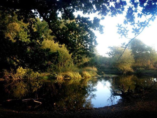Frome Lodge House, Dorchester photo 8