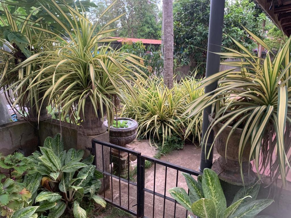Kumudu Holiday Home Anuradhapura photo