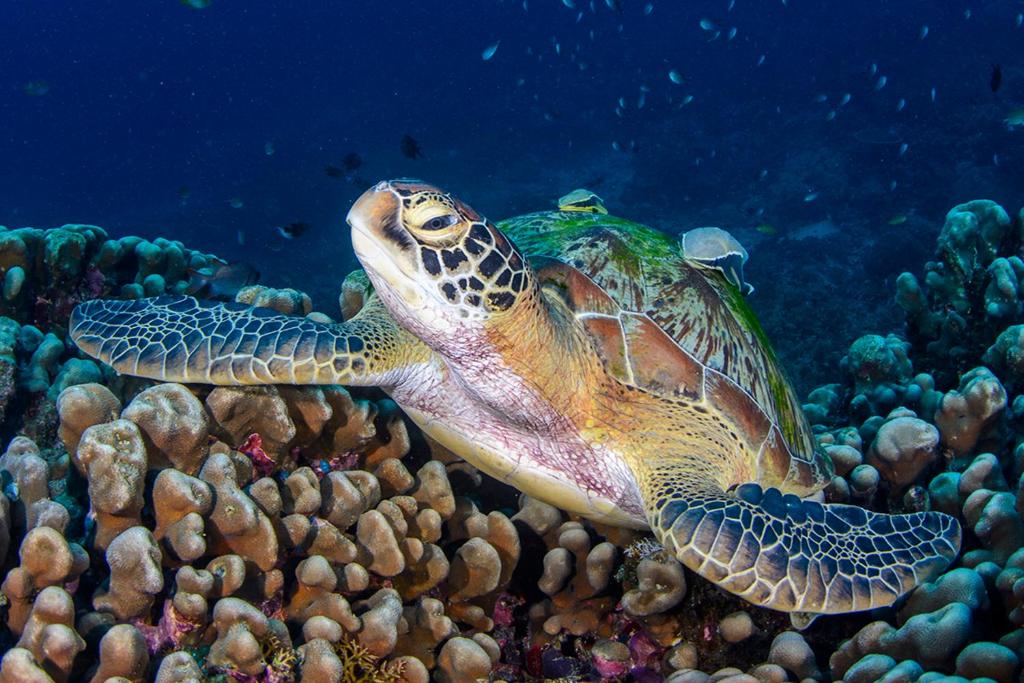 Meno Turtle BUNGALOWS photo