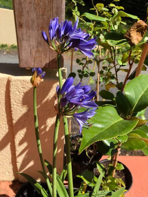 La Boetienne Appartement jardin à Sarlat - 5