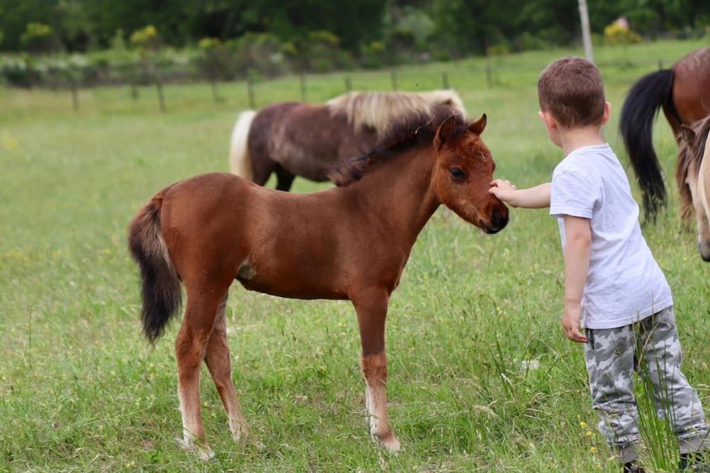 Logement atypique - Chevaux Miniatures Rhéa Horses