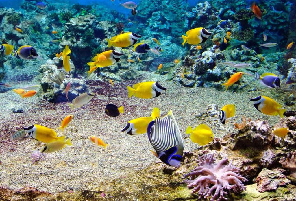 アクティビティ