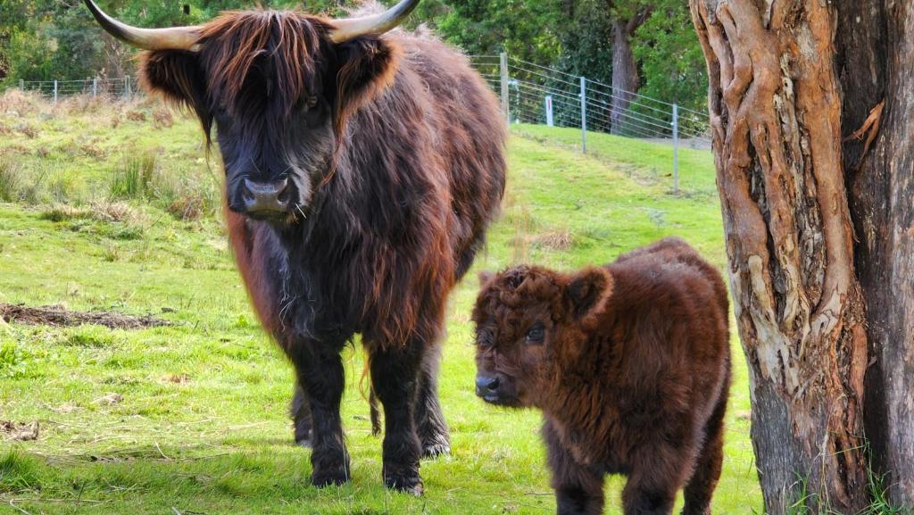 Ruby's Cottage Farm Stay photo