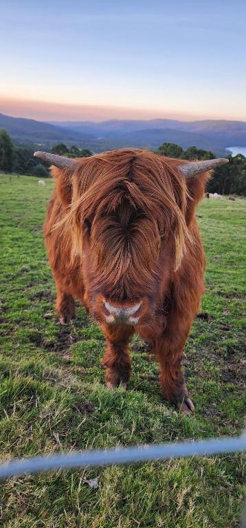 Ruby's Cottage Farm Stay photo