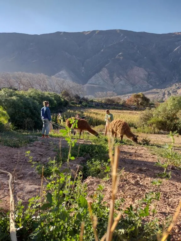 Dormir con llamas, hotel in Maimará