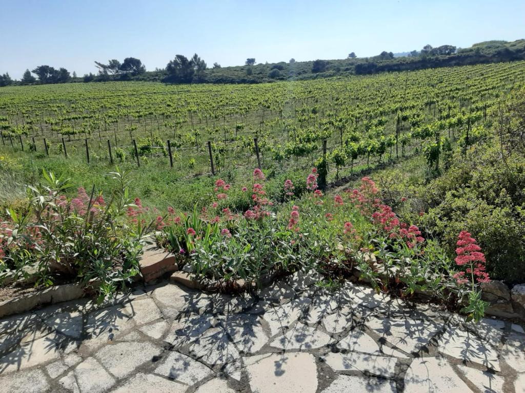 Garrigue sur cour - 2