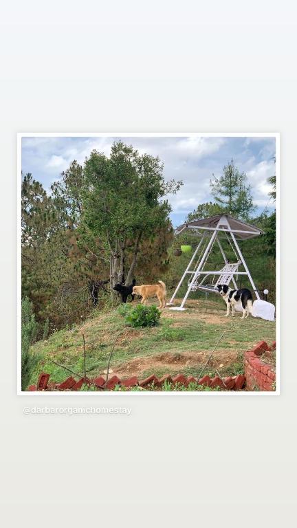 Darbar - A Heritage Farmstay, Near New Tehri & Kanatal photo