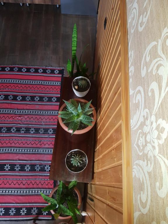Cozy House Kazbegi photo