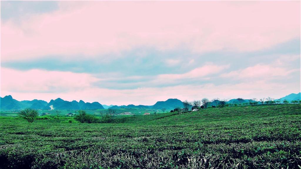 Homstay Sinh thai Cay Sung Moc Chau photo