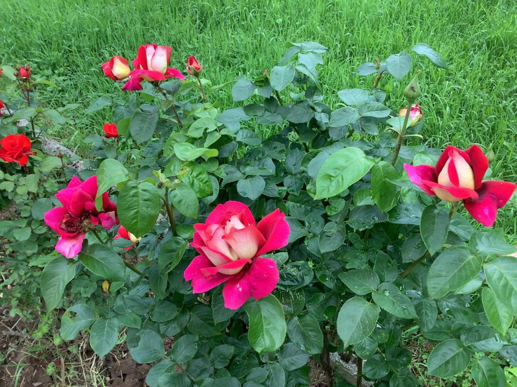 Villa Nora Garden - 4