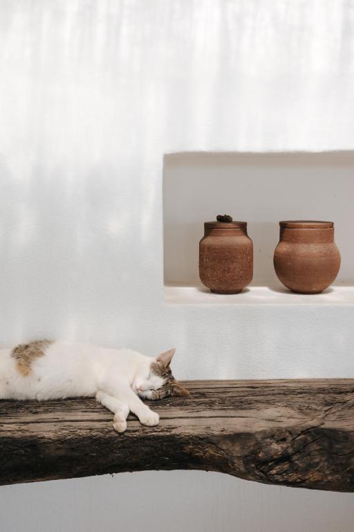 Cucumbi photo