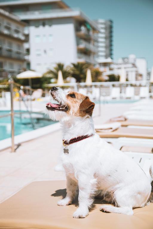 Hotel Bristol — Beach in Jesolo, Veneto