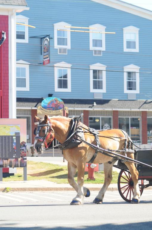 Smugglers Cove Inn photo