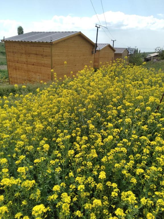 Eco Aura (RestZone) 이미지