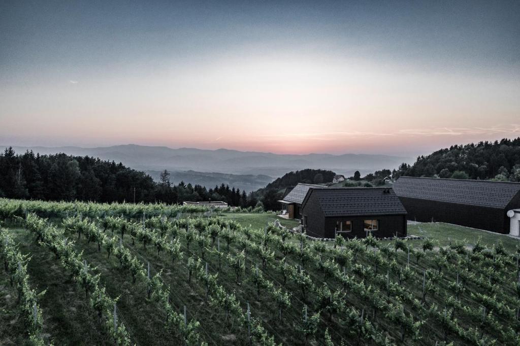 Winzerhäuser Skringer Wohnen im Weingarten - 2