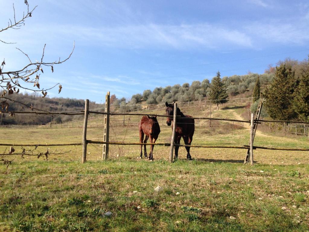 Fattoria Settemerli photo