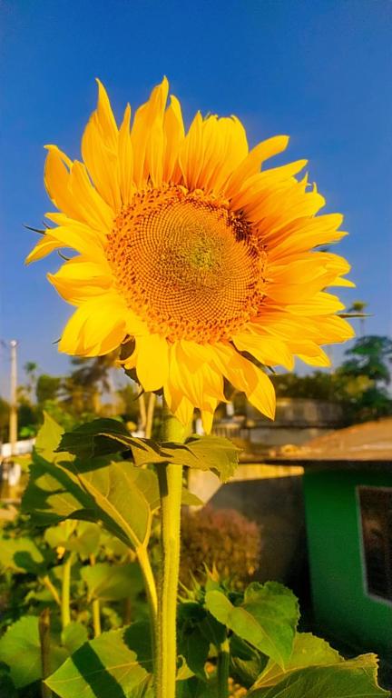 Honey Homestay photo
