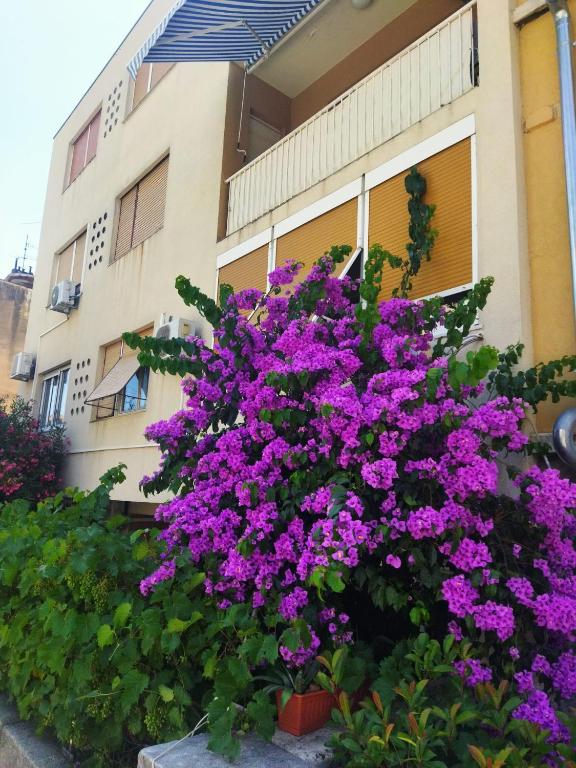 Apartments Lucac Manus photo