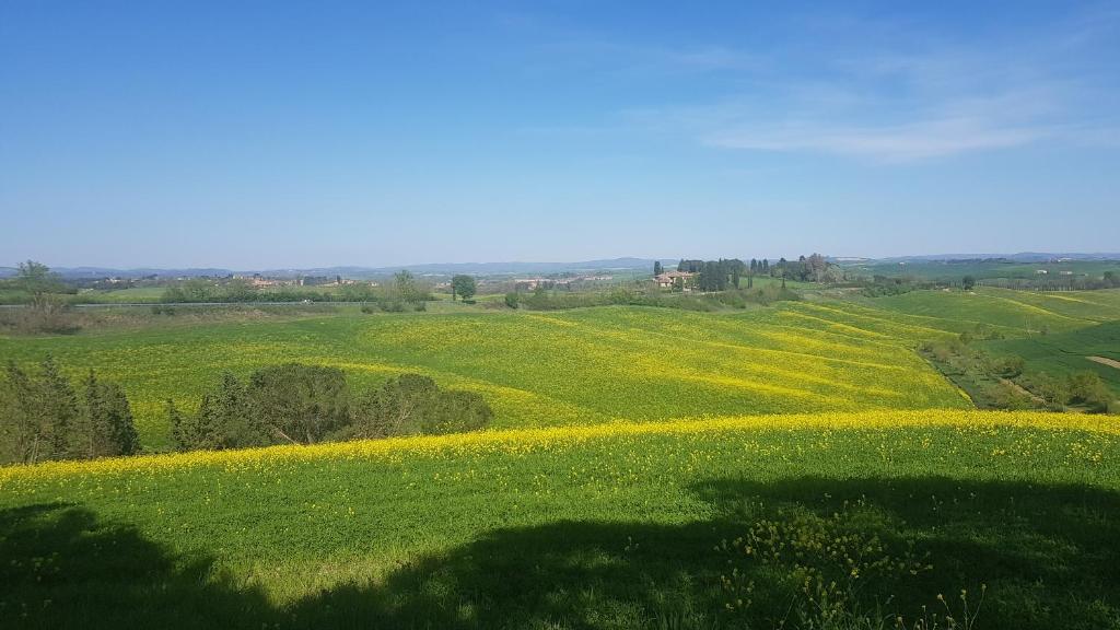 Gli Ulivi di Siena - 4